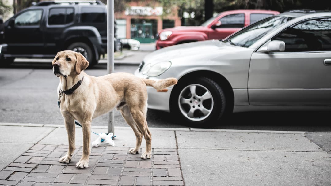 A yellow Lab on a city sidewalk, staring hard at something down the street