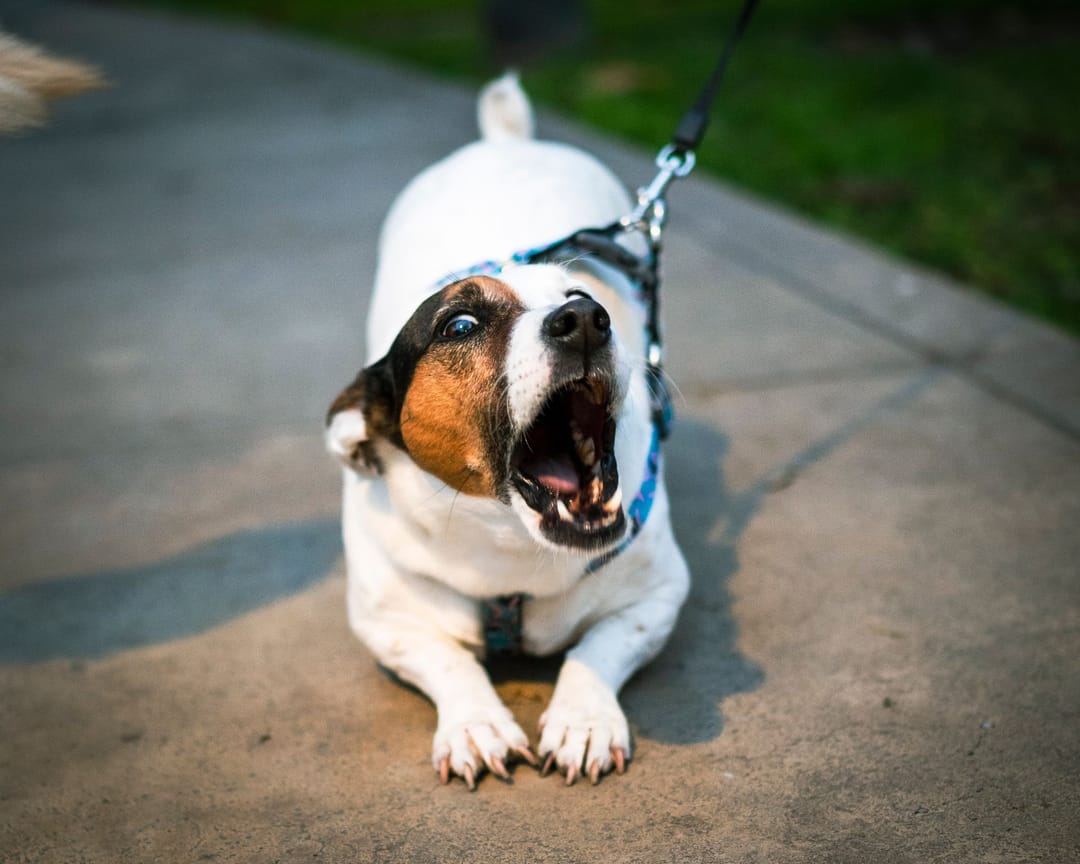 A Jack Russell on a leash, barking hard on a park path