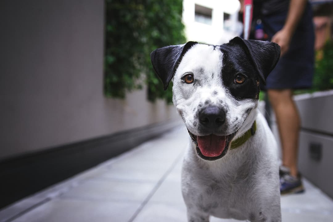 A black and white dog on a red lead looking up from a city sidewalk, its owner's legs behind
