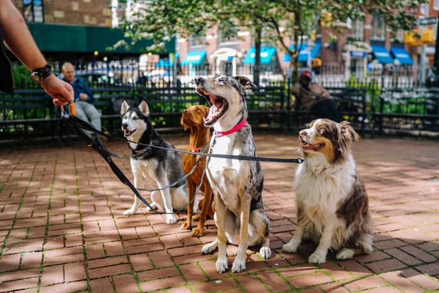 Dogs crowded together on leads, one barking